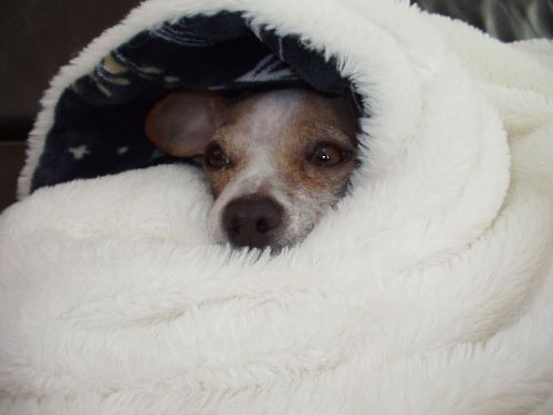 Chihuahua in a blanket