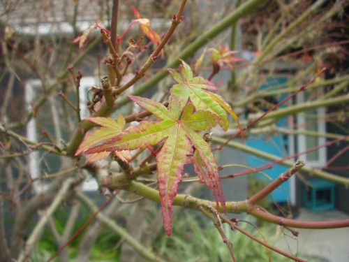 Japanese maple tree