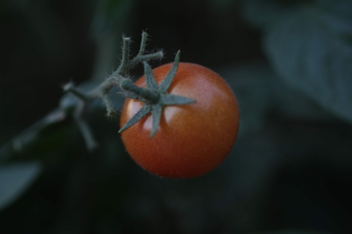 Tomatoes in garden