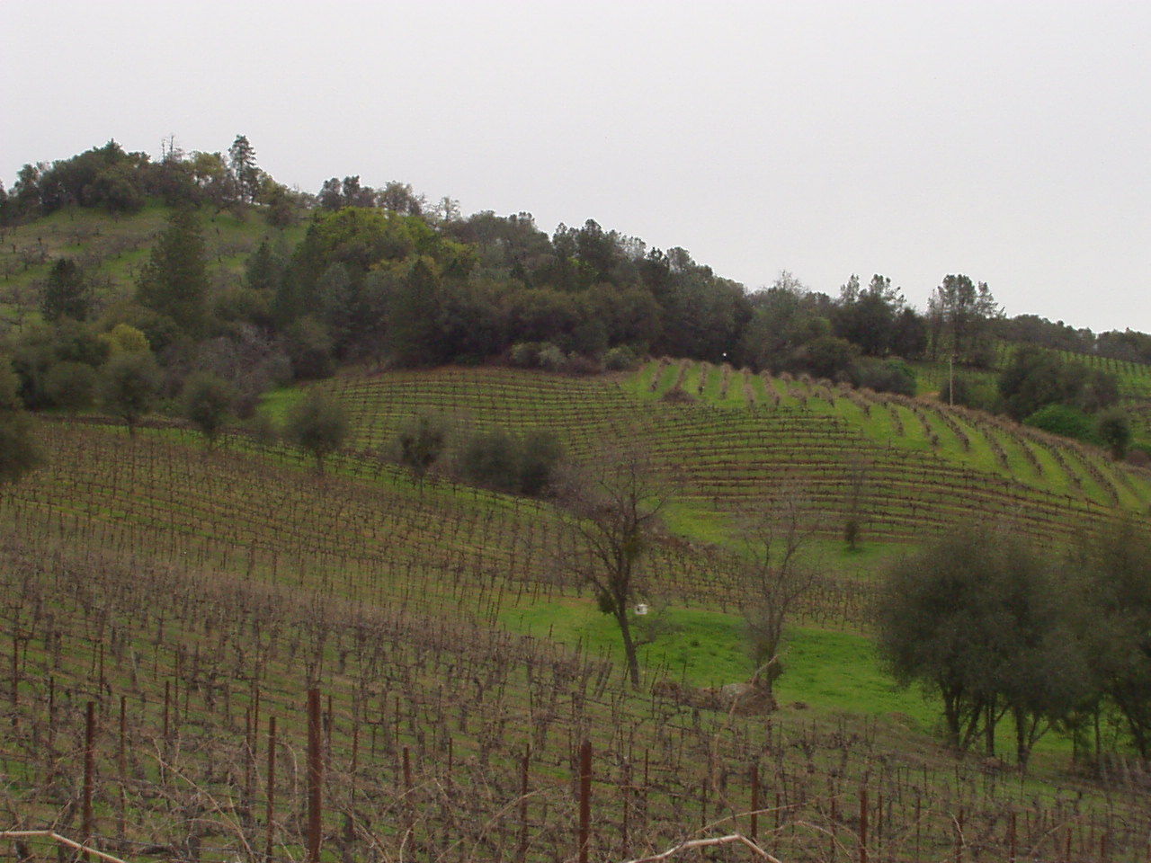 Vinyard